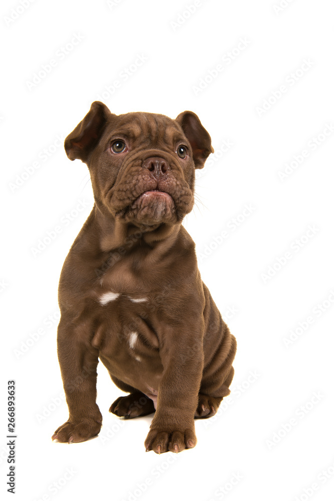 Adorable old english bulldog puppy glancing away sitting isolated on a white background