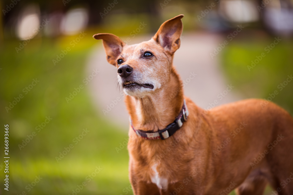 portrait of a dog