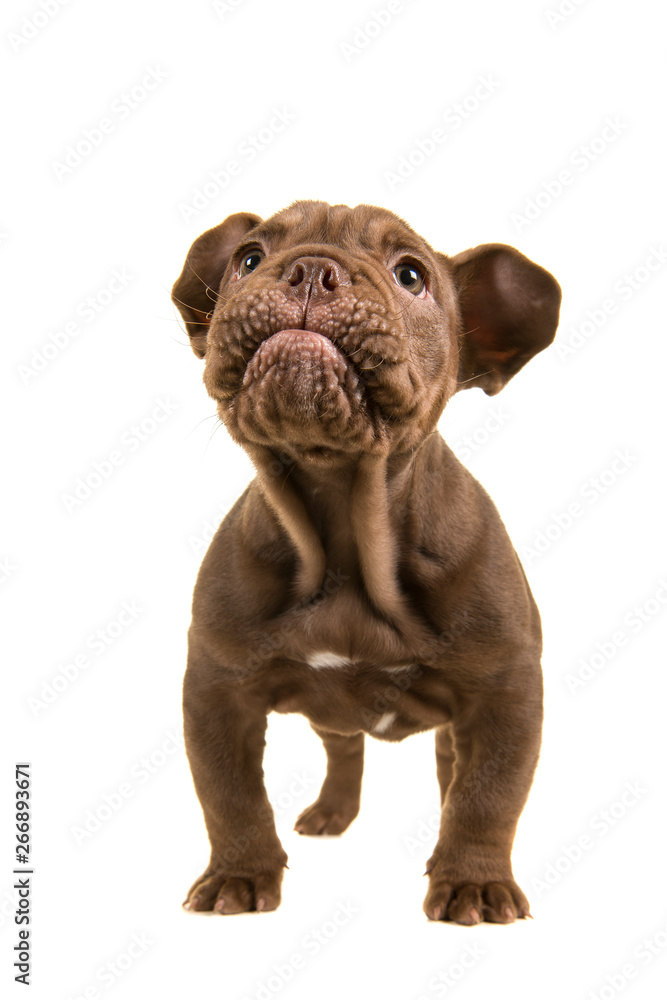 Standing adorable old english bulldog puppy looking up isolated on a white background with cutest expression