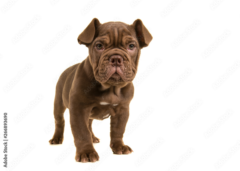 Standing cute old english bulldog puppy looking at camera isolated on a white background
