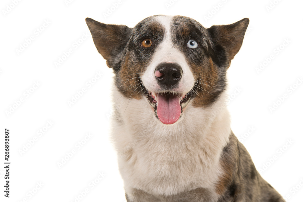Portrait of a odd eyed Welsh corgi looking at the camera isolated on a white background with mouth open