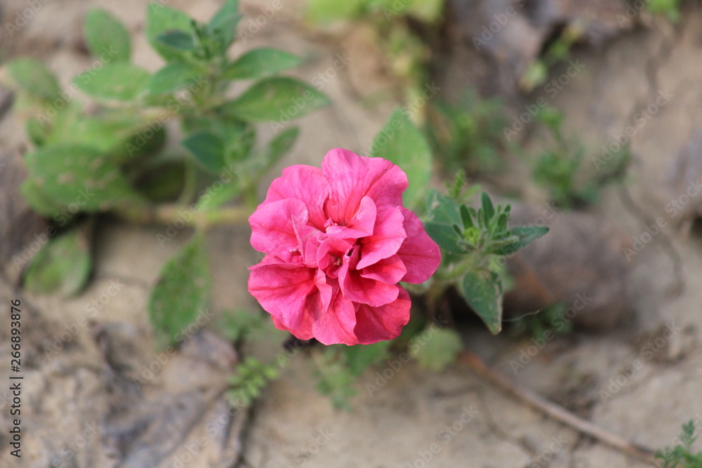 Fototapeta premium pink flower in garden
