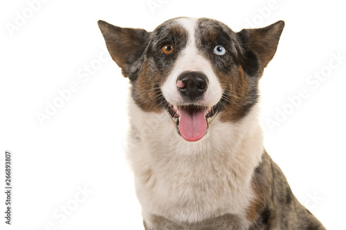 Portrait of a odd eyed Welsh corgi looking at the camera isolated on a white background with mouth open