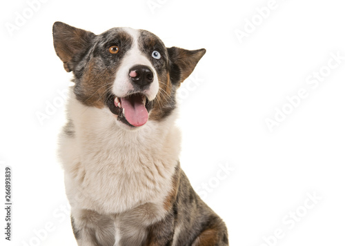 Portrait of a odd eyed Welsh corgi looking away isolated on a white background with mouth open
