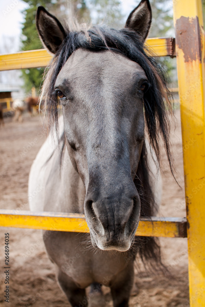 Portrait of a beautiful horse that requests food from the stables visitors Portrait of a beautiful horse that requests food from the stables visitors