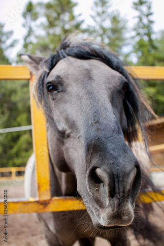Portrait of a beautiful horse that requests food from the stables visitors