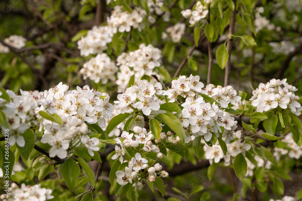 Flowering fruit tree Pears Flowering fruit tree Pears