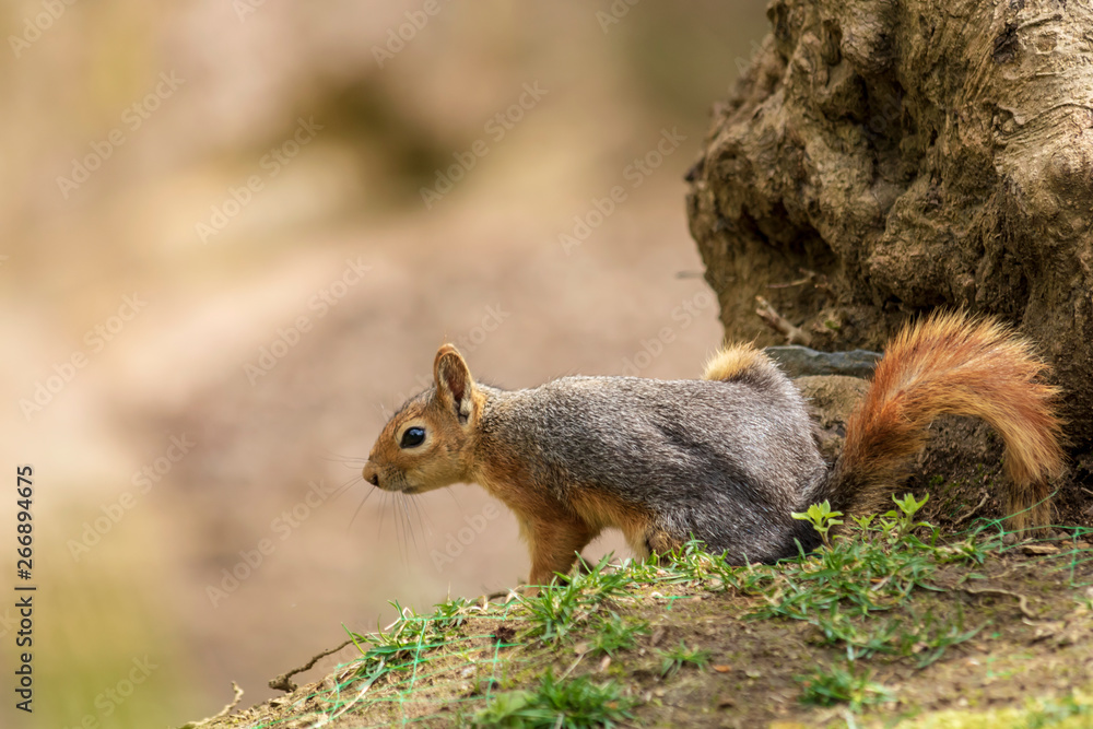 Fototapeta premium Beautiful squirrel with fluffy tail. Squirrel in spring park forest. Spring squirrel portrait.