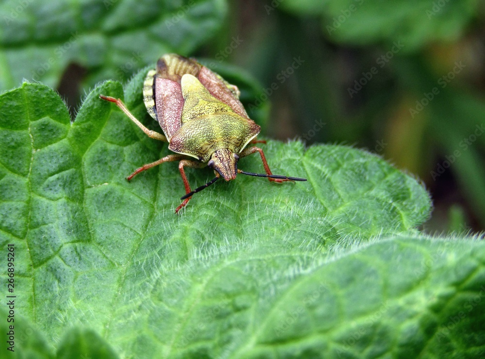 Small beetle on green leaves of grass Small beetle on green leaves of grass