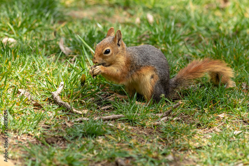 Wild squirrel eating nuts in the forest. A very cute redhead squirrel on green grass. Beautiful squirrel with fluffy tail