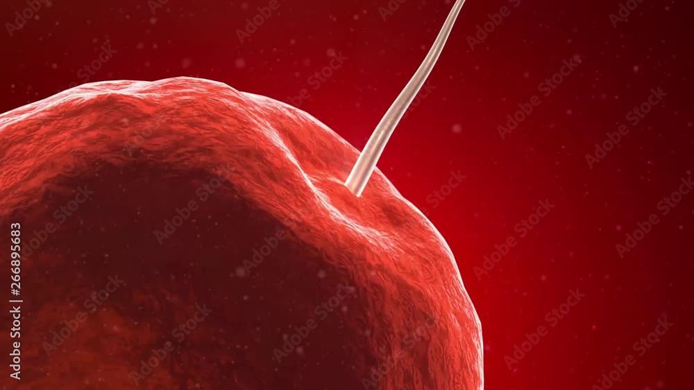 Fertilization of Uman Egg Cell by Sperm Cell Spermatozoon