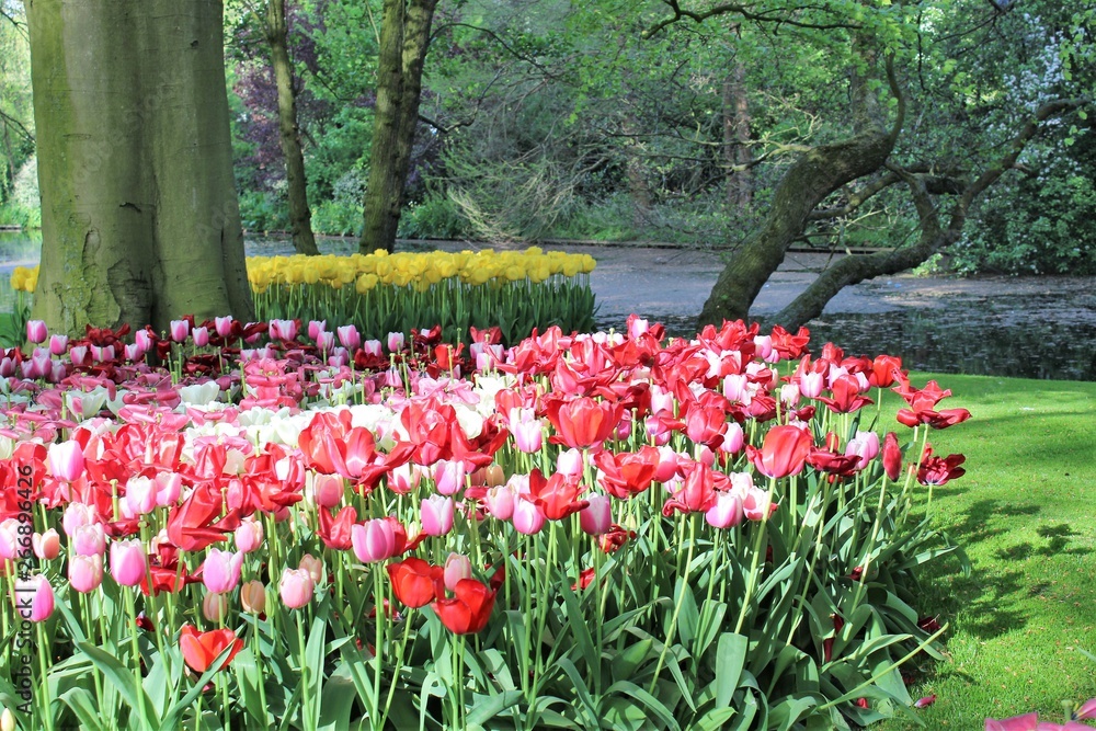 Parterre de fleurs  de toutes les couleurs au printemps dans le  parc de Keukenhof en Hollande..