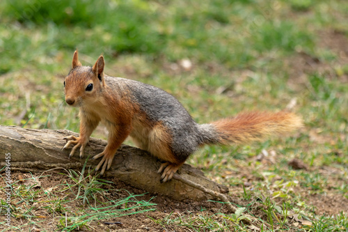 Squirrel in spring park forest. Spring squirrel portrait. Beautiful squirrel with fluffy tail