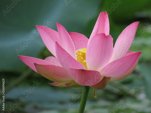 Beautiful Lotus flower pond images. 