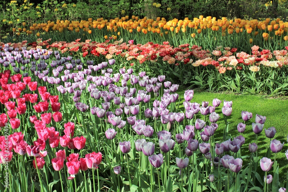 Parterre de fleurs de toutes les couleurs au printemps dans le parc de Keukenhof en Hollande. Parterre de fleurs de toutes les couleurs au printemps dans le parc de Keukenhof en Hollande.