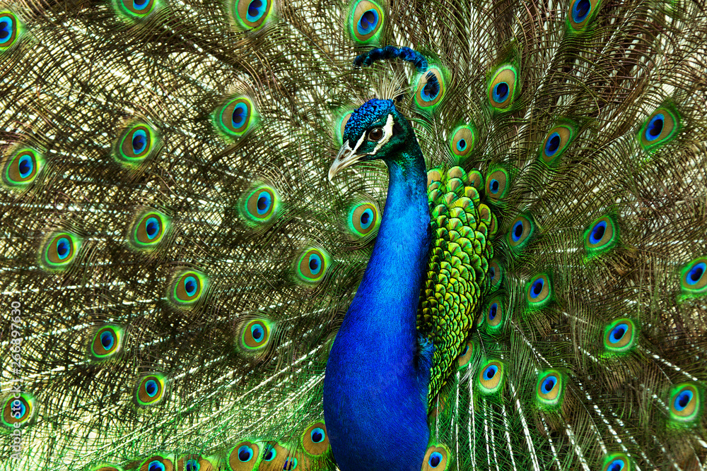 Obraz premium Peacock