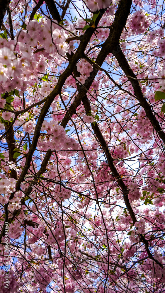 Obraz premium Spring in Sweden 
