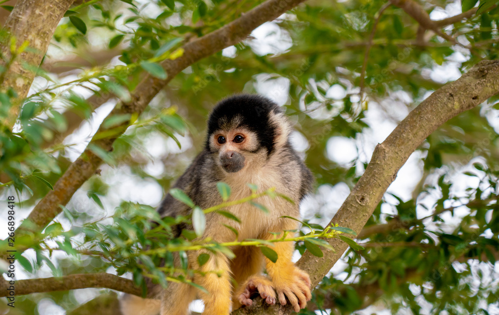 Fototapeta premium リスザル