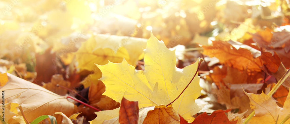 Nature autumn panoramic background with maple foliage