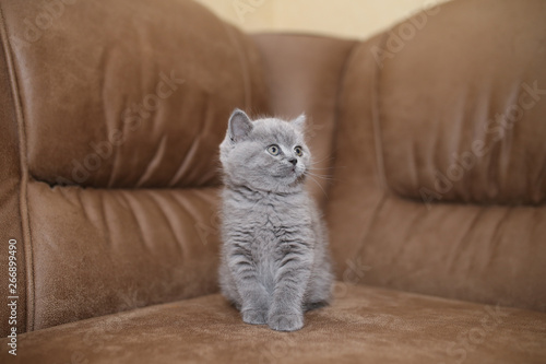 Little gray fluffy kitten on the couch. © Alice Kolesnikova