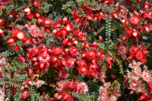 Australia   Botany