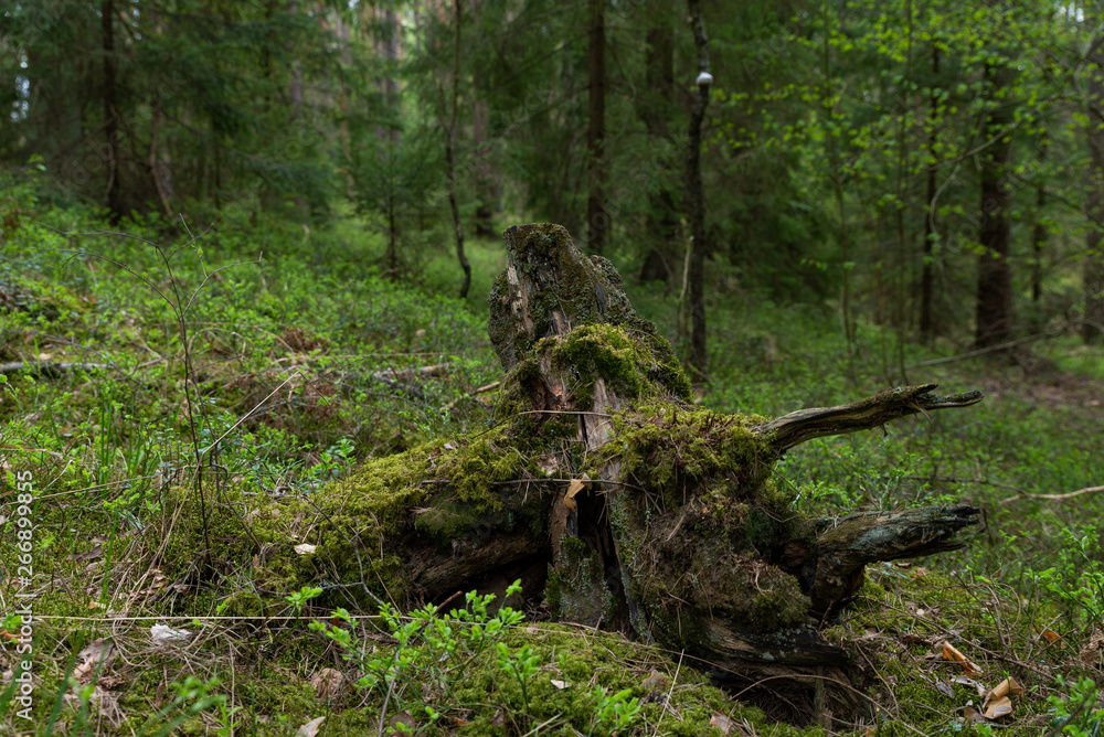 Woodland. Stump by surrounded by trees and grass.