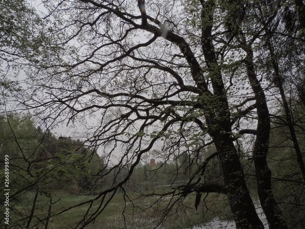 big old oak in the woods. tree on the edge of the river.