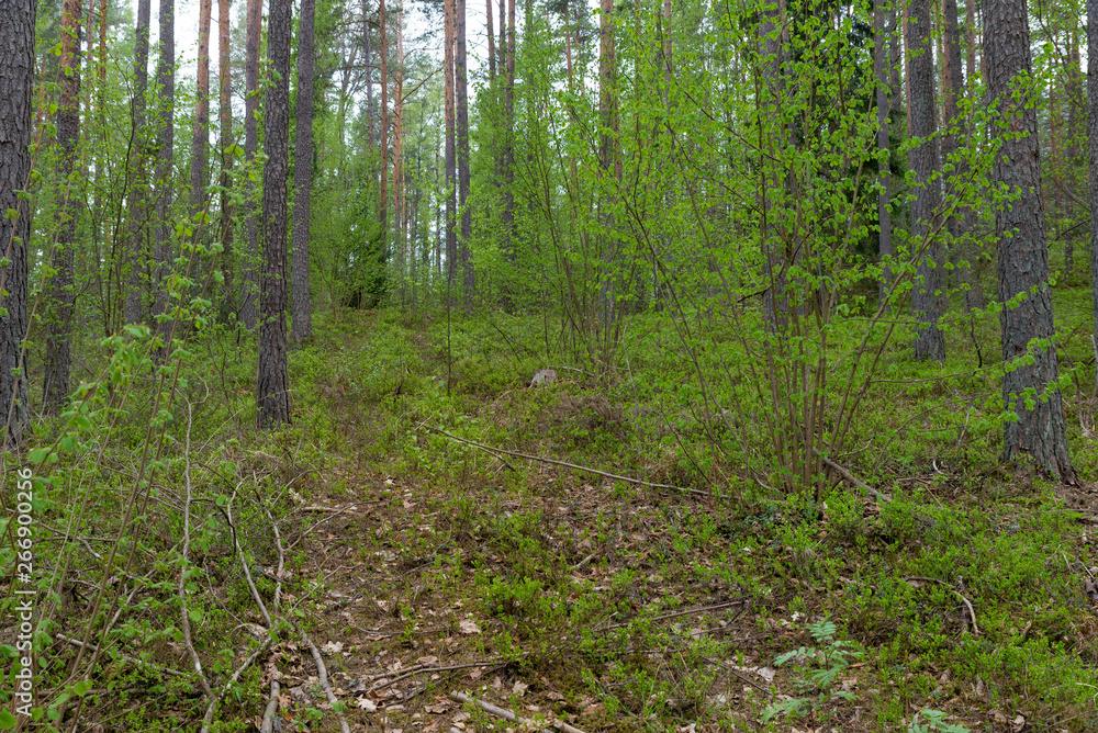 Fototapeta premium Woodland. The road goes deep into the forest