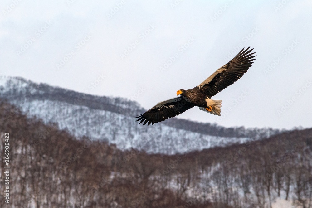 Obraz premium White-tailed eagle flying in front of winter mountains scenery in Hokkaido, Bird silhouette. Beautiful nature scenery in winter. Mountain covered by snow, glacier, birding in Asia, wallpaper,Japan