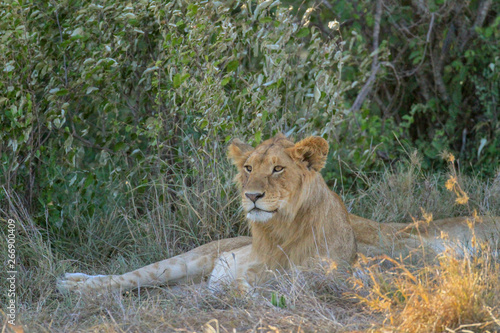 Young male lion with fluffy mane  profile of predator resting in shade. Panthera Leo. Maasai Mara National Reserve  Kenya  East Africa. Dangerous carnivore spotted on safari holiday