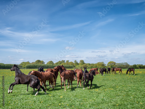 Horses and foals on a ranch in Denmark © Frankix