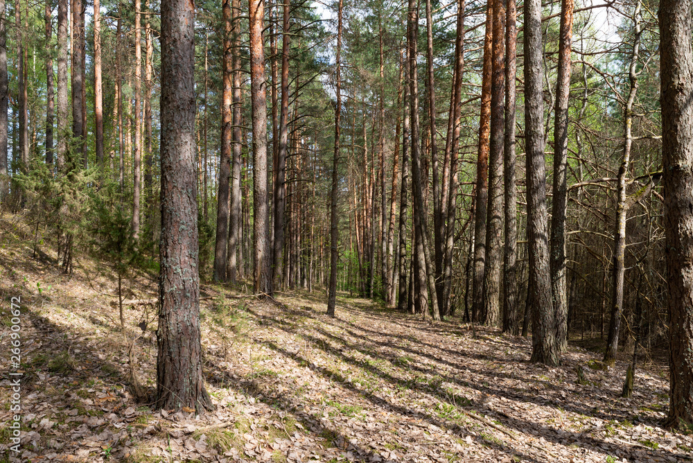 Woodland. The road goes deep into the forest Woodland. The road goes deep into the forest