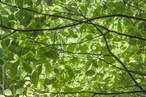 Thick leaves of trees