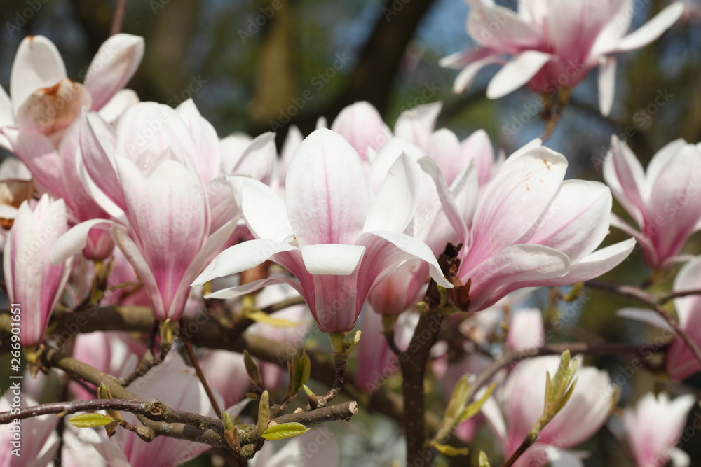 Rosa Magnolienblüten auf Baumzweigen, Deutschland Rosa Magnolienblüten auf Baumzweigen, Deutschland