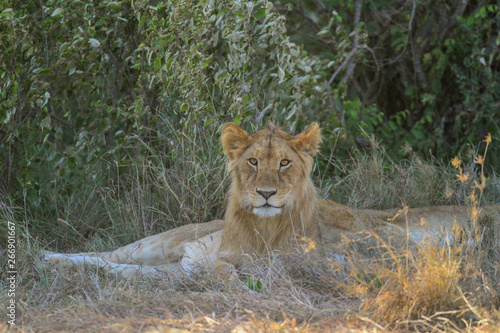 Young male lion with fluffy mane  front face  resting in shaded bush. Panthera Leo. Maasai Mara National Reserve  Kenya  East Africa. Safari big five cat in wild natural environment