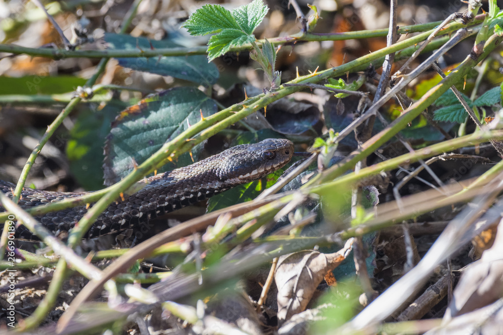 European adders mating in the undergrowth