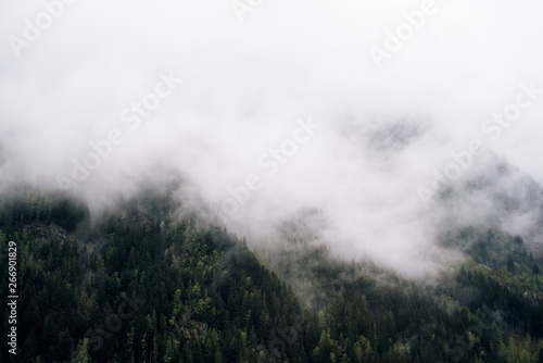 Forested mountain slope in low lying cloud with the evergreen conifers shrouded in mist in a scenic landscape view © Volha Krayeva