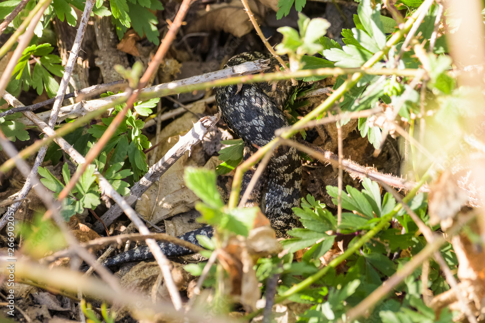 European adders mating in the undergrowth European adders mating in the undergrowth