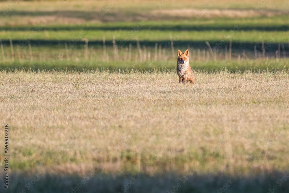 European red fox in a field European red fox in a field