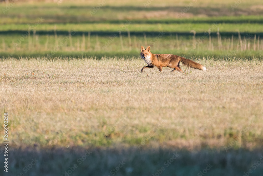Fototapeta premium European red fox in a field