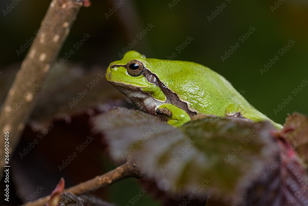 European tree frog sitting on a red hazelnut bush European tree frog sitting on a red hazelnut bush