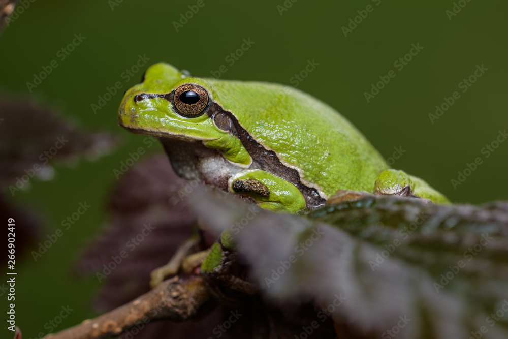 European tree frog sitting on a red hazelnut bush European tree frog sitting on a red hazelnut bush