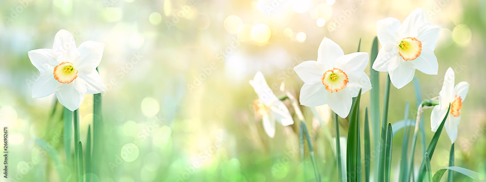 beautiful gentle green spring panorama background with daffodils, bokeh effects. Daffodil floral spring background. Easter Spring Flowers,  Mother's Day gift. elegant Springtime green scene. banner.  - obrazy, fototapety, plakaty 