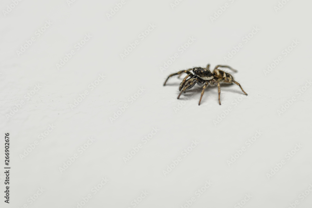 Striped jumping spider hunting fruit flies on a wall