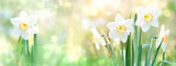 beautiful gentle green spring panorama background with daffodils, bokeh effects. Daffodil floral spring background. Easter Spring Flowers, Mother's Day gift. elegant Springtime green scene. banner. 