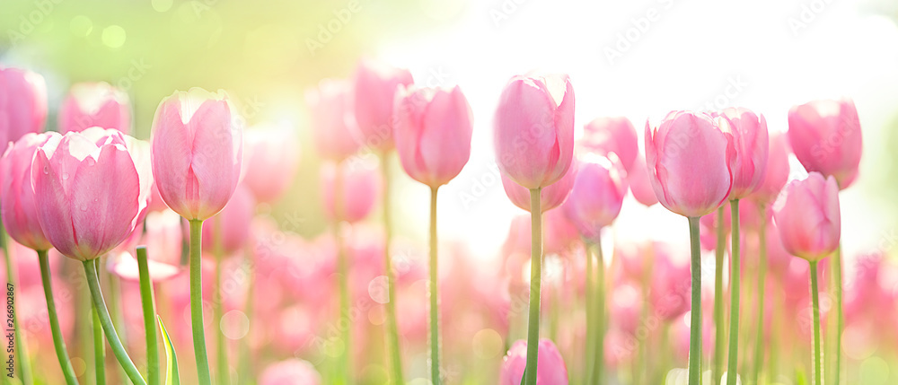 Fototapeta premium piękny różowy tulipan na słonecznym tle niewyraźne wiosna. jasny różowy tulipan kwiat tło dla koncepcji wiosny lub miłości. piękna naturalna scena wiosna, tekstura dla projektu, miejsce na kopię. transparent