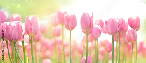 beautiful pink Tulip on blurred spring sunny background. bright pink tulip flower background for spring or love concept. beautiful natural spring scene, texture for design, copy space. banner #266902867