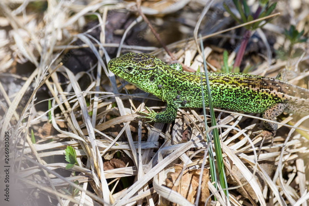 Male sand lizard sitting on top of dry grass Male sand lizard sitting on top of dry grass