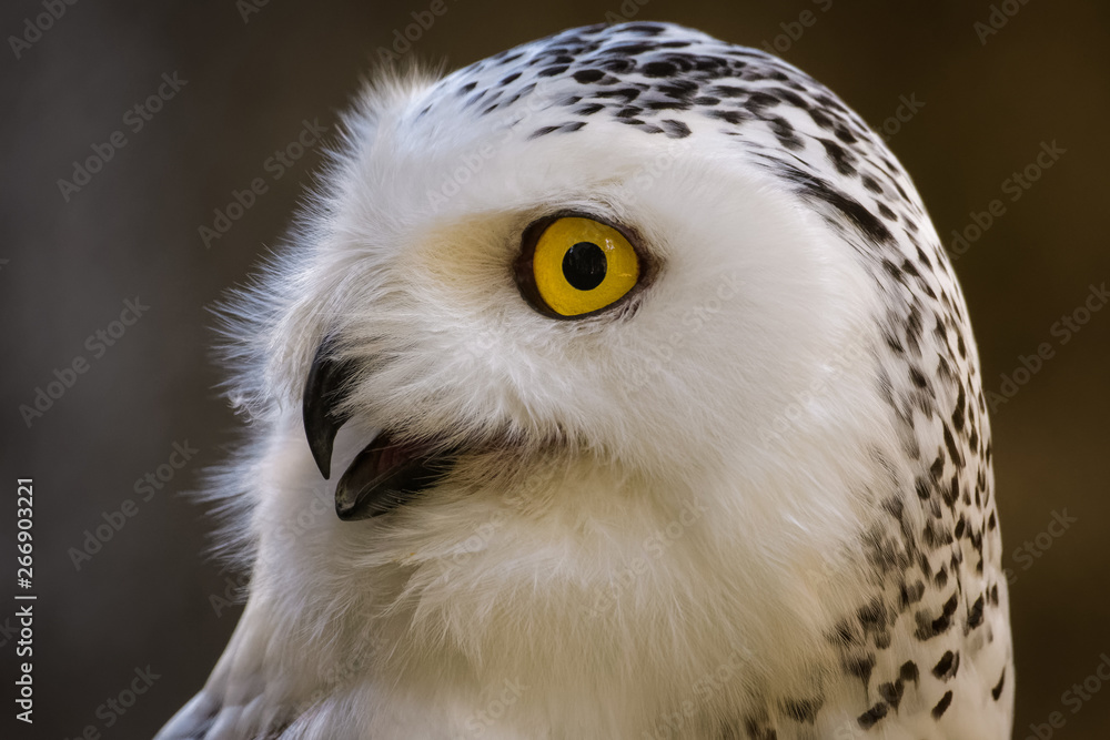 Fototapeta premium Closeup portrait of a snowy owl