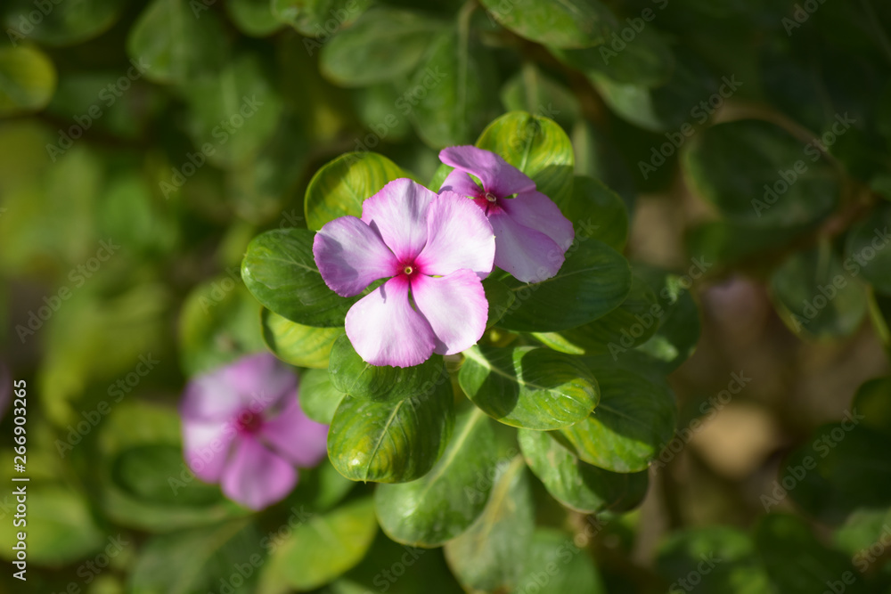 Pink flowers in garden, pollen bloom nature plants leaf Pink flowers in garden, pollen bloom nature plants leaf